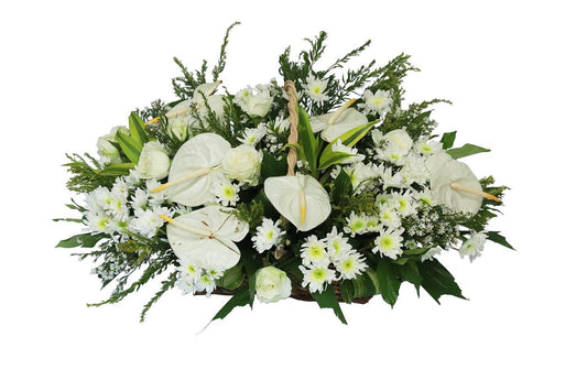 Funeral arrangement offering comfort and condolences. White flowers like anthuriums, roses, and radis express sympathy. Asters and fishtail leaves add a touch of elegance, while Korean leaves (likely a specific variety) provide a unique cultural touch.